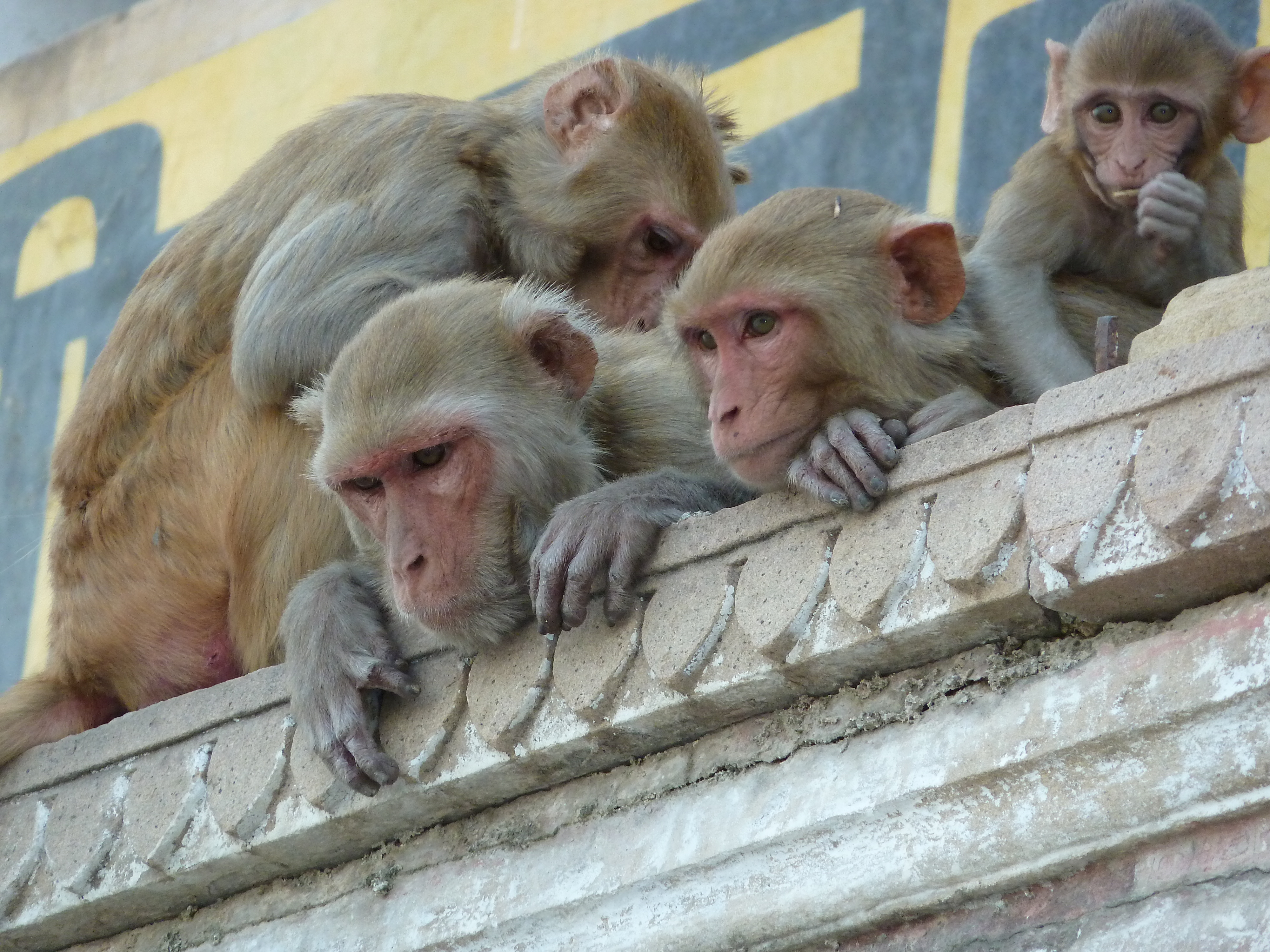 Des yogis et des hommes
